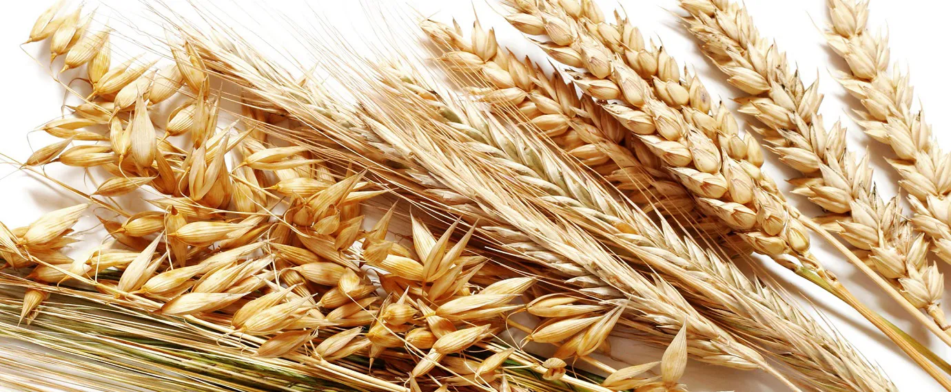 Doğa Tarım Ürünleri | Çeltik Kabuğu Üretim ve Satışı